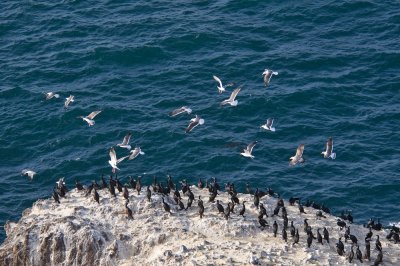 Chap. 10-5, Cormorants/Gulls, Anacapa