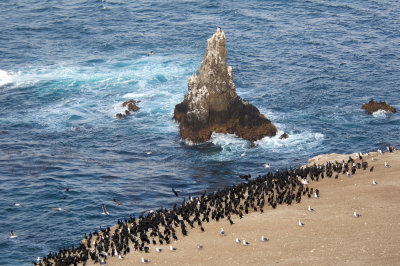 Anacapa Brandt's Cormorants.jpg