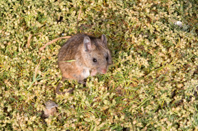 Chap. 10-2, Anacapa Deer Mouse.jpg