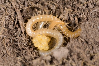 Anacapa Centipede w/eggs.jpg
