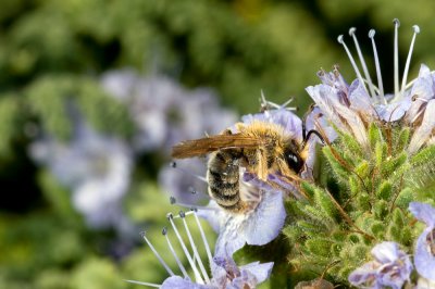 Anacapa Native Bee on Phacelia.jpg