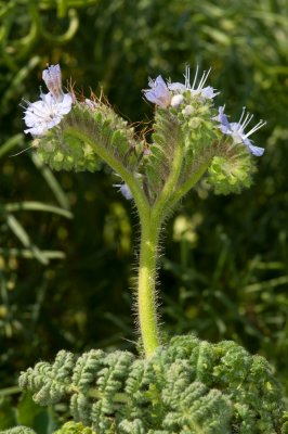 Anacapa Phacelia distans.jpg