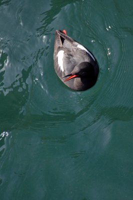 Anacapa Pigeon Guillemot-2.jpg