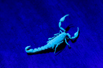 Anacapa Scorpion under blacklight.jpg