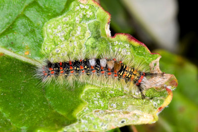 Anacapa Tussock Moth Larva.jpg