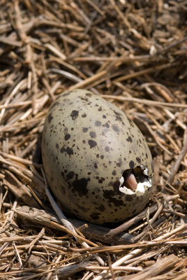 Chap. 10-9, Western Gull Chick Hatching, Anacapa