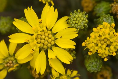 2-012-08 Anacapa Island Tarweed