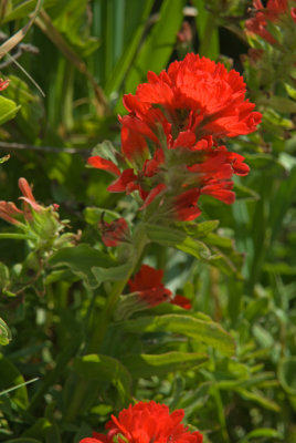 2-024-08 Endemic Indian Paintbrush, Anacapa Island