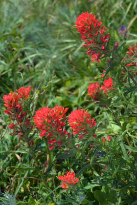 2-025-08 Endemic Paintbrush, Anacapa