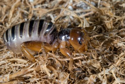 2-038-08 Anacapa Potato Bug