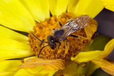 2-041-08 Native Bee Anacapa