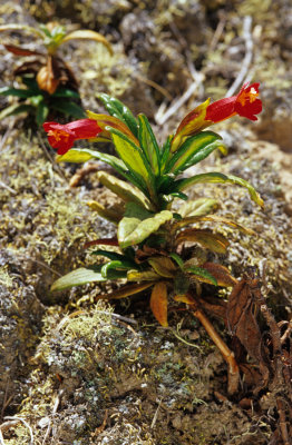 2-078-08 SR Isl. Island Monkey Flower