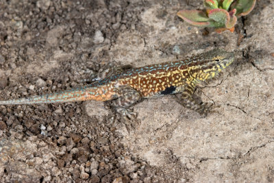 4-110-08 Anacapa Side Blotched Lizard