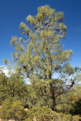 Bigcone Pine, Pinus coulteri