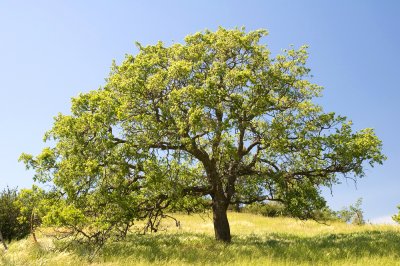 Chap. 7 Pt. I-23, Blue Oak, Quercus douglasii