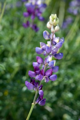 Lupinus excubitus, Grape Lupine, Grape Soda Lupine