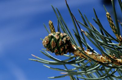 Chap. 7-26, Pine Mtn. Singleleaf PinyonWIL024-136 Singleleaf Pinyon