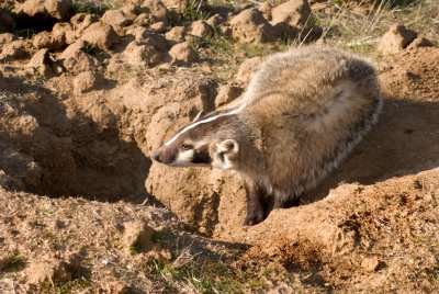 4-066-08 Badger