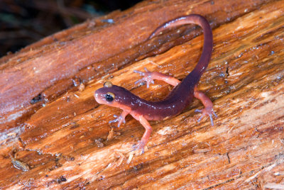 4-067-08 Monterey Salamander, Ensatina escholtzii