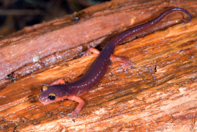 4-068-08 Monterey Salamander, Ensatina escholtzii