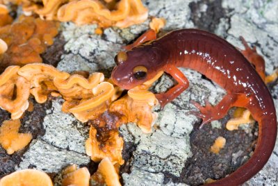 Chap. 7-12, (Valley Oak) Monterey Salamander, Ensatina escholtzii 4-070-08