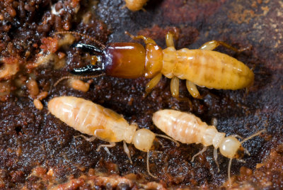 4-096-08 Pacific Dampwood Termite, Zootermopsis angusticollis