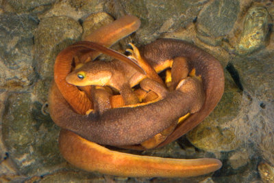 Chap. 9-36, Coast Range Newts, Taricha torosa torosa