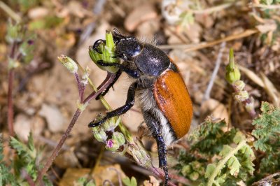 Paracotalpa ursina, Little Bear Beetle