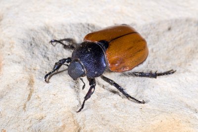 Paracotalpa ursina, Little Bear Beetle