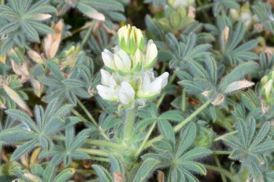 Lupinus microcarpus