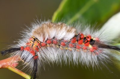 Western Tussock Moth Caterpillar (Orgyia vetusta)