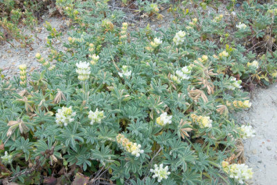 Lupinus microcarpus