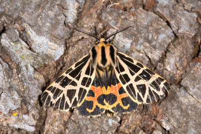 Tiger Moth-Arctiid