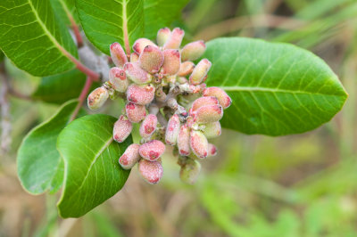 Rhus integrifolia, Lemonade Berry