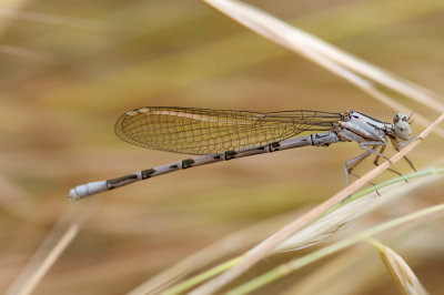 Argia vivida, Vivid Dancer female damselfly