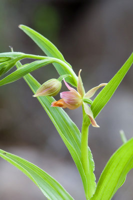 Epipactis gigantea, Stream Orchid