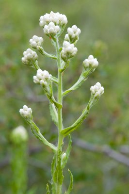 Gnaphalium californicum, Green Everlasting