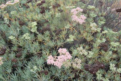 Eriogonum arborescens, Santa Cruz Island Buckwheat