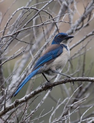 Chap. 10-13, Island Scrub Jay