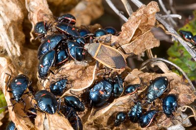 Largus californicus, Margined Plant Bug nymphs and adult