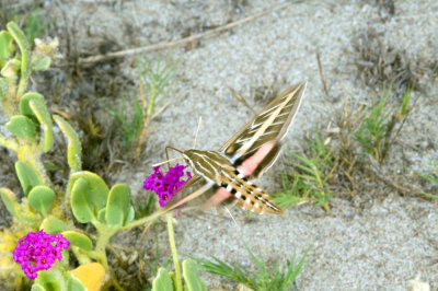 Hyles lineata, White-lined Sphinx Moth