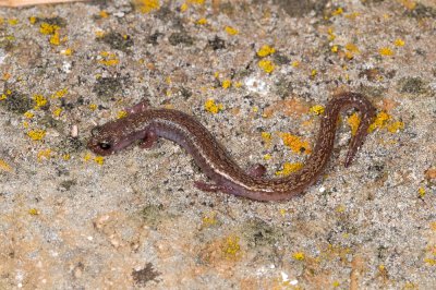 Chap. 2-21, Batrachoseps pacificus pacificus, Island Slender Salamander