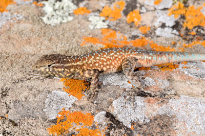 Uta stansburiana, Side-blotched Lizard