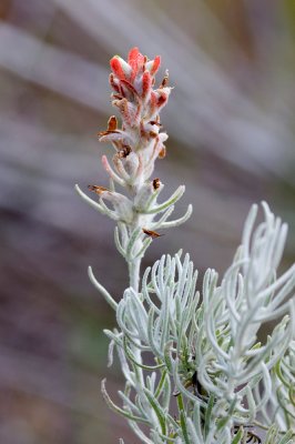 Castilleja lanata ssp. hololeuca, Island Paintbrush