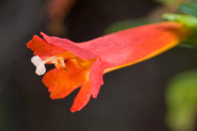 Mimulus flemingii, Island Monkey Flower