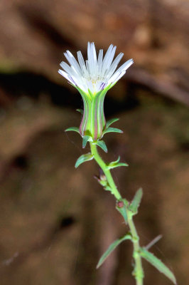 Rafinesquia californica, California Chicory