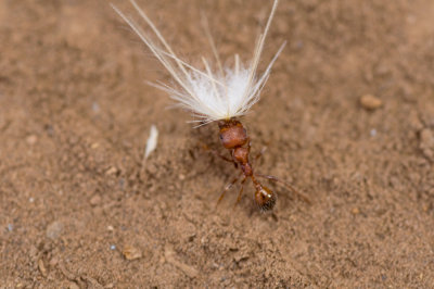Harvester Ant carrying seed