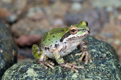 Chap. 9-33, Pseudacris hypocondriacha, Baja Tree Frog