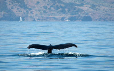 Chap. 1-20, Humpback Whale diving, showing flukes, Santa Cruz Island in background