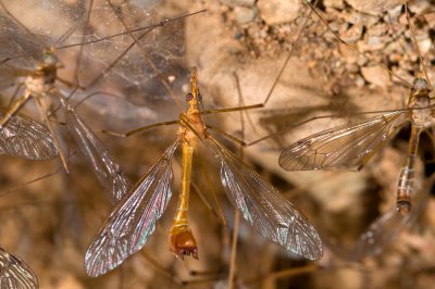 Crane Flies